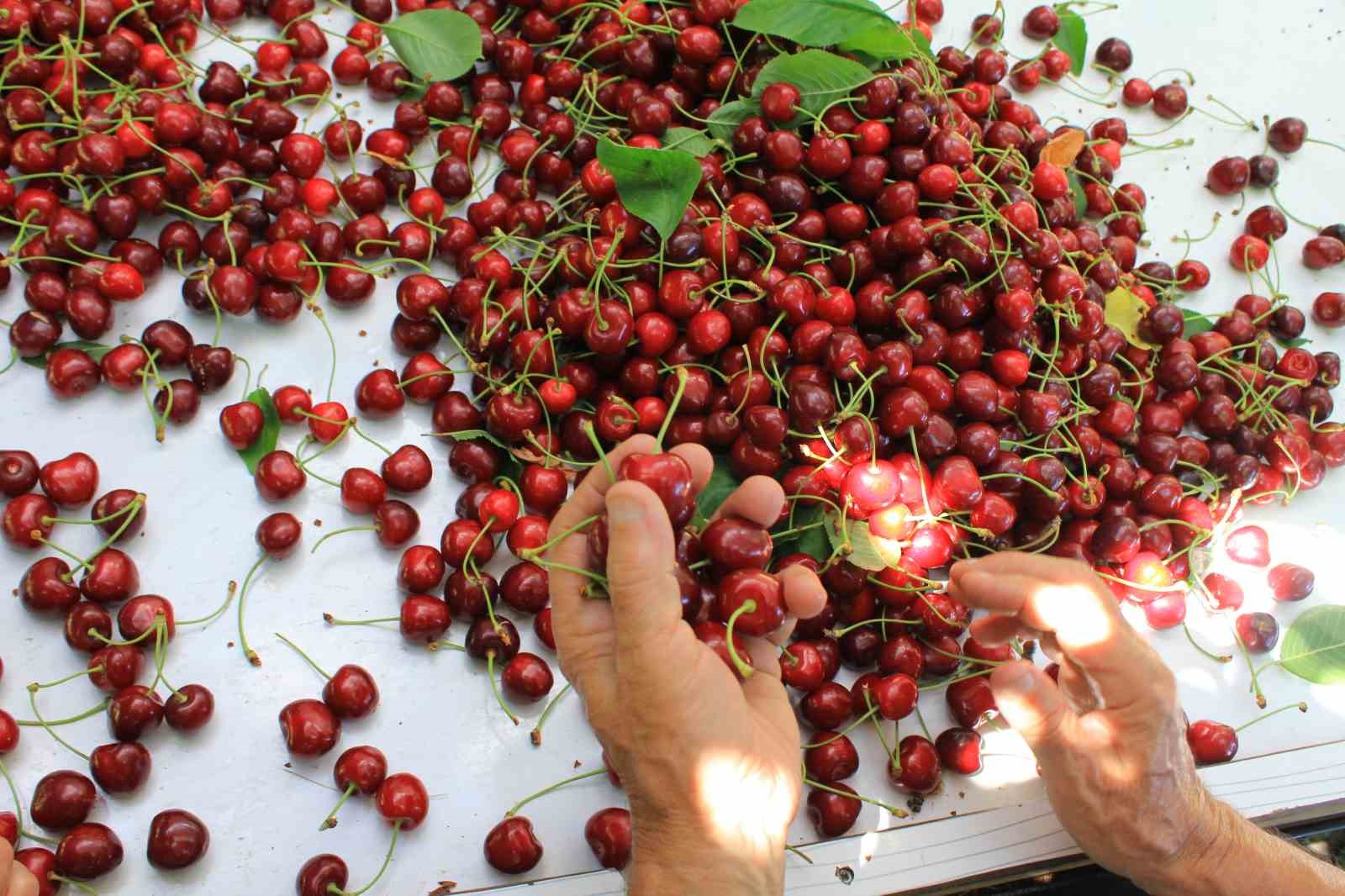 Sultandağı kirazı Batı pazarlarının yeni gözdesi: ihracat rekorları kırılıyor