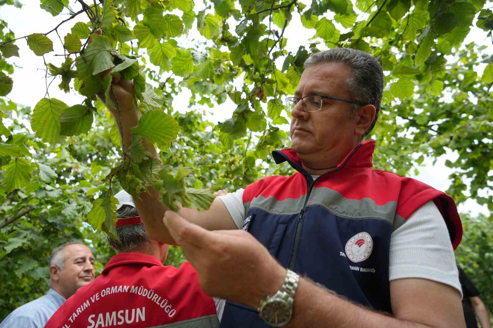 Samsun'da 2026 fındık üretim tahmini belirlendi