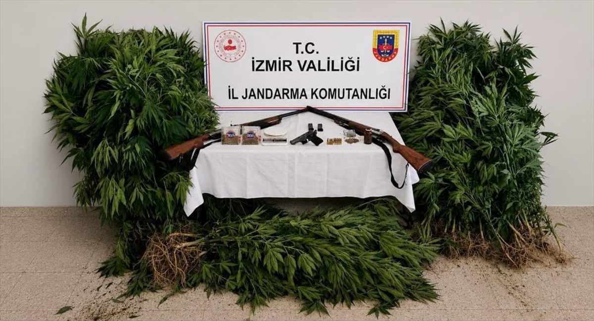 Ödemiş'te ormanda kenevir yetiştiren şahıs tutuklandı