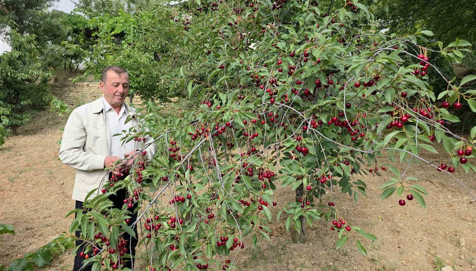 Şaphane vişne üreticileri fiyat istikrarı için devlet desteği talep ediyor