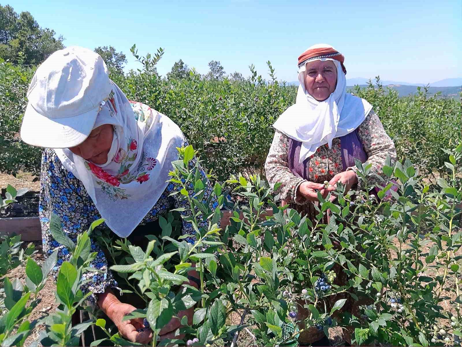 Bilecik'te hibe destekli yaban mersini bahçesinde ilk hasat gerçekleşti