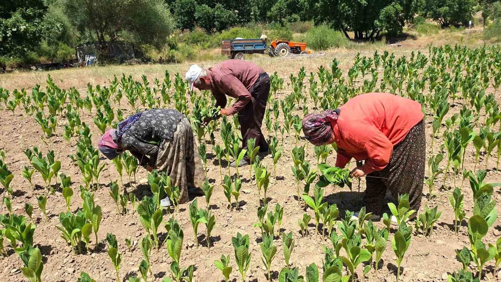Hisarcık'ın ünlü tütün üretimi çöküşün eşiğinde