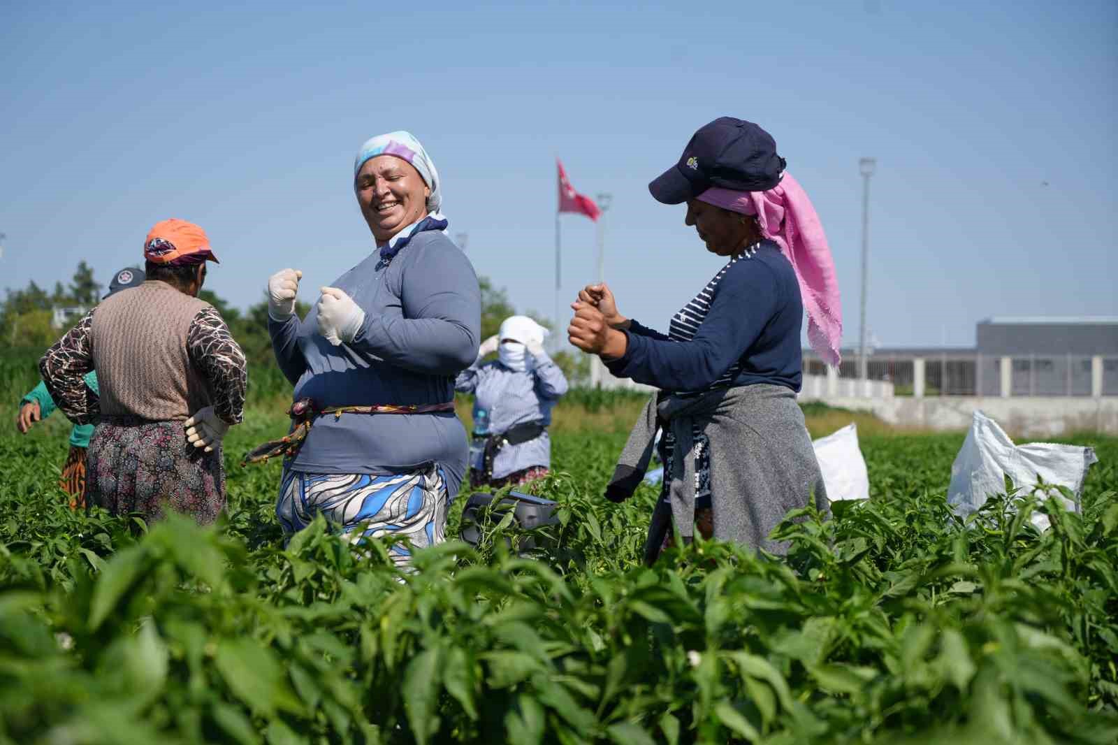 Karaağaç acı biberi hasadı başladı, işçiler aşırı sıcakta mesai yapıyor